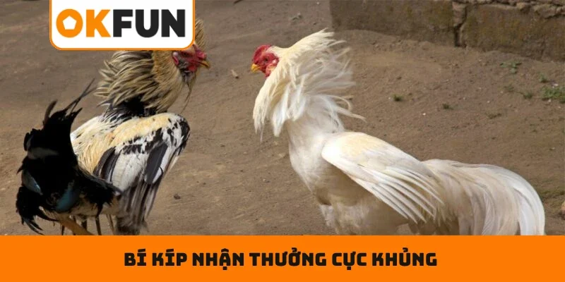Đá Gà Trực Tiếp – Chọn Cửa Cược Tỉ Mĩ , Rinh Ngay Tiền Tỷ Bí kíp nhận thưởng cực khủng khi tham gia đá gà tại FUN79